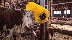 Patura Schwingbürste MAXI für Rinder